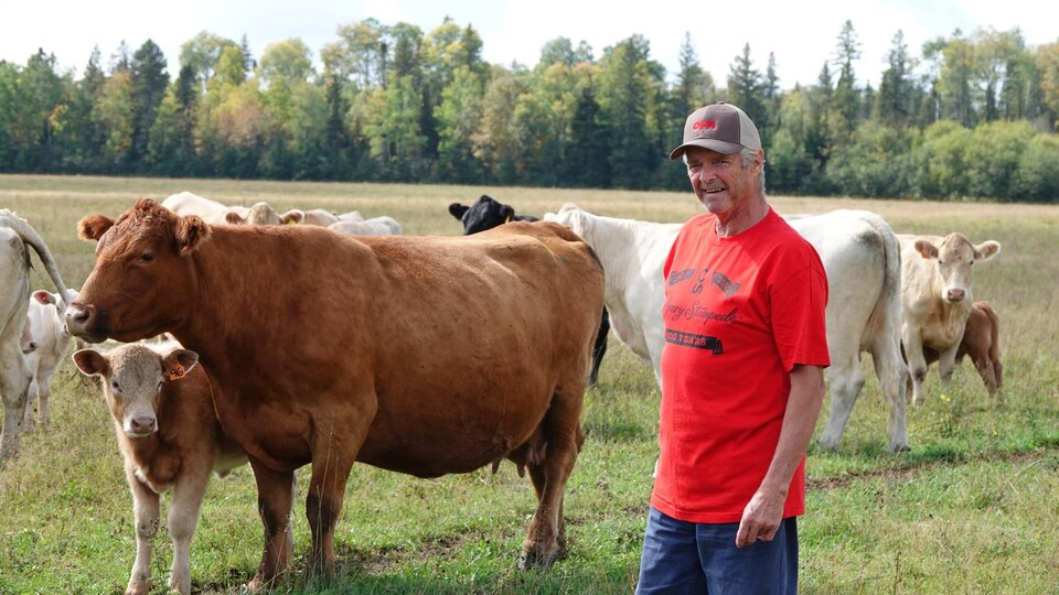 Raymond entouré de vaches dans un champ.
