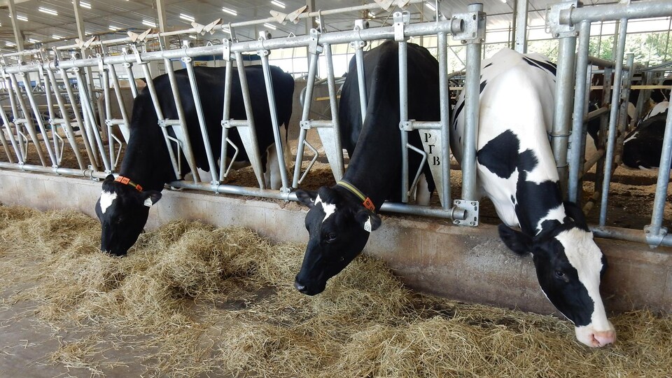 Redécouvrir sa région un village à la fois RadioCanada.ca