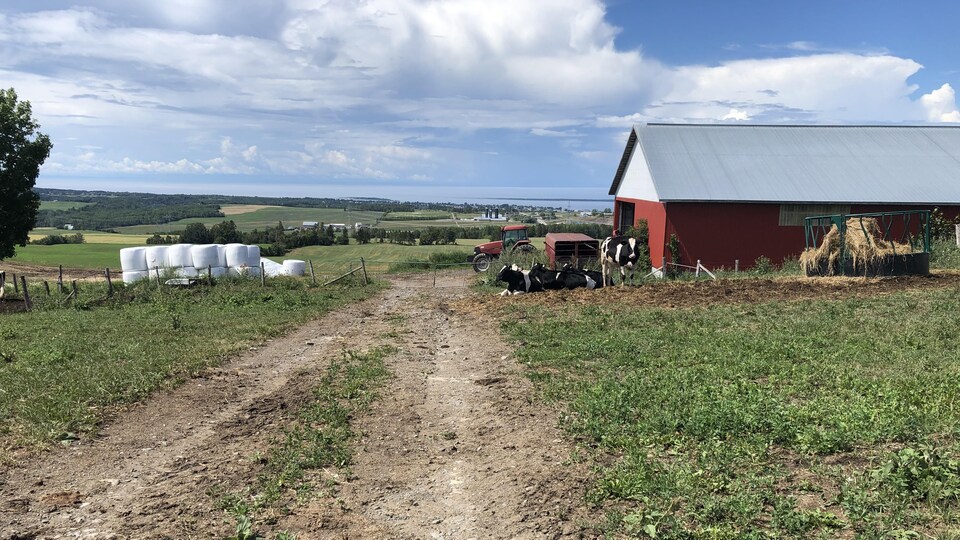 Un champs, une ferme, des vaches et des balles de foin empilées créent un paysage bucolique.