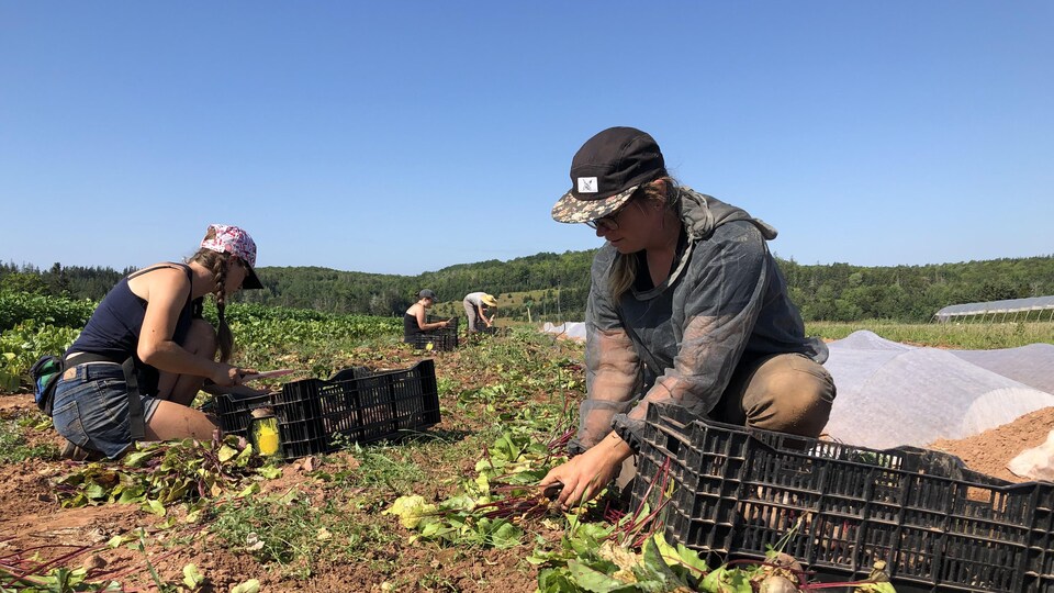 Des travailleuses dans un champ déposent des betteraves dans des paniers.