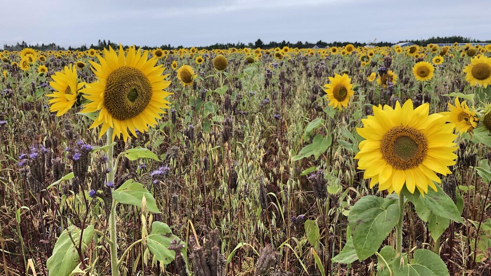 Des tournesols dans un champ