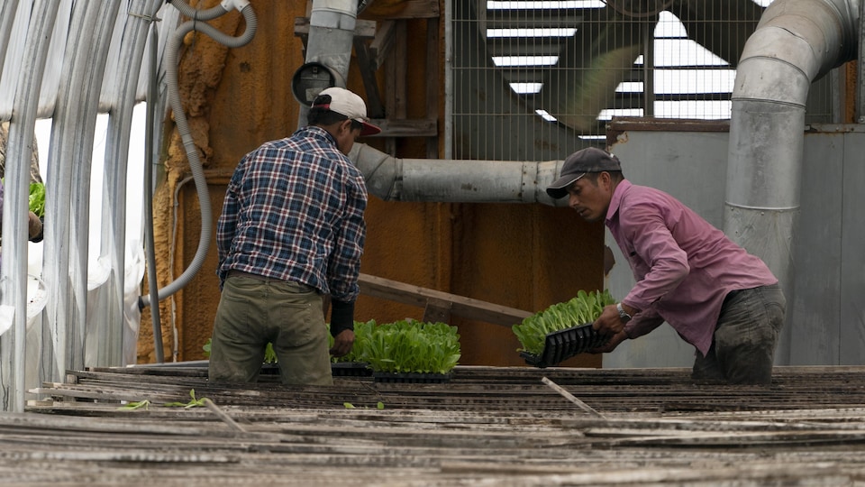 Deux travailleurs manipulent des boites contenant des plants.