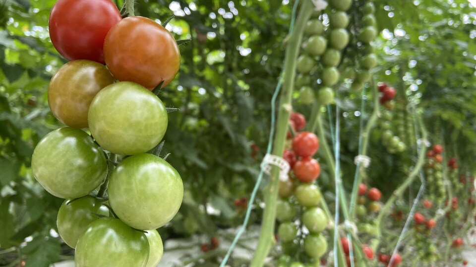 Des tomates qui mûrissent sur un plant dans une serre.