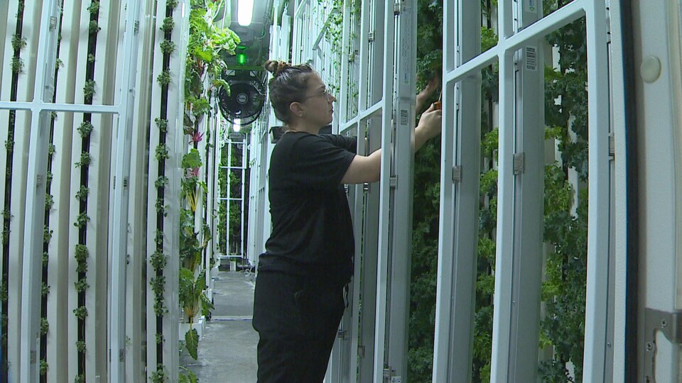 Une femme est debout et tournée vers un mur. Elle prend soin des plantes qui poussent le long du mur dans un entrepôt. Au plafond, il y a un ventilateur.