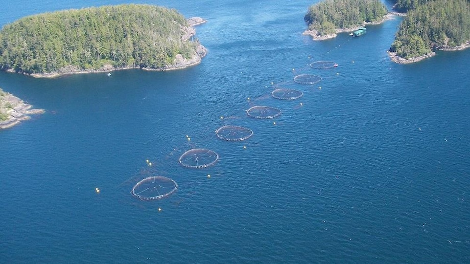 Vue aérienne de parcs en filets de saumons d'élevage. 