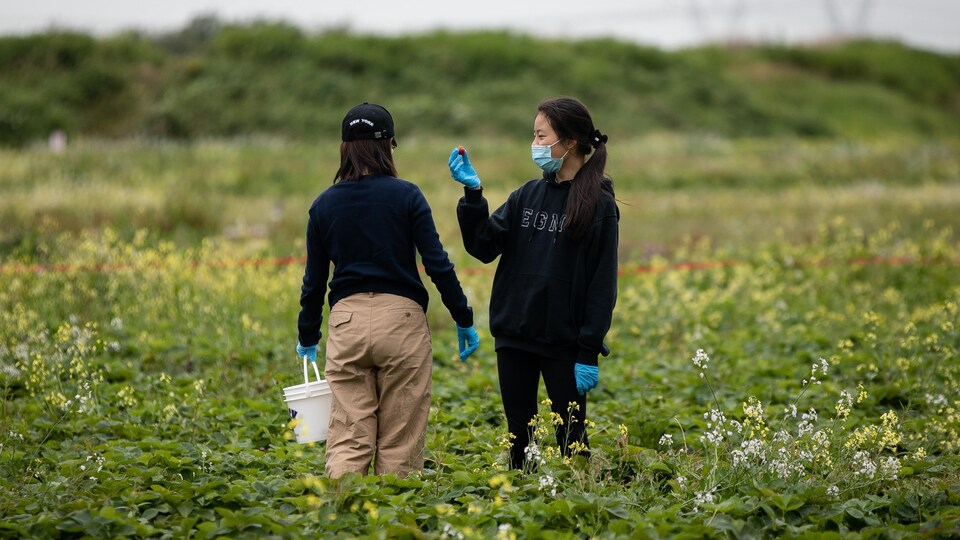Deux femmes portentt un masque lors d'une cueillette de fraises.