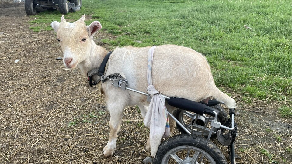 La chèvre Demy est assise sur une chaise roulante. Elle peut avancer grâce à ses pattes avant sur le sol.