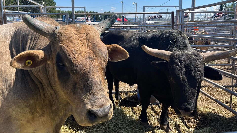 20 ans de country au festival western de SaintGabrieldeRimouski