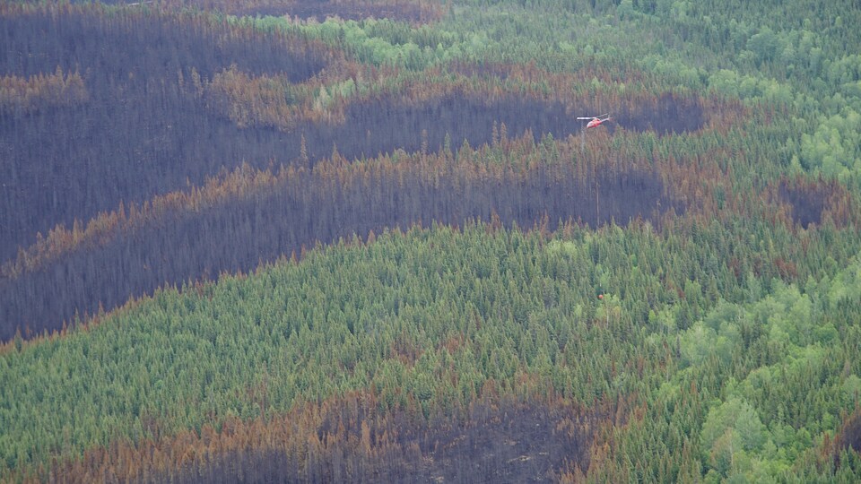 Une vue aérienne montre une forêt à demi brûlée par un incendie qui n'est toujours pas maîtrisé à Labrieville. On aperçoit un hélicoptère des pompiers forestiers qui travaillent dans ce secteur.