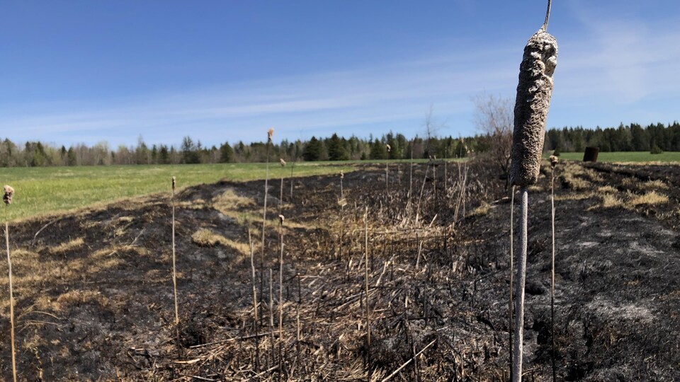 Un quenouille devant un champs brûlé.