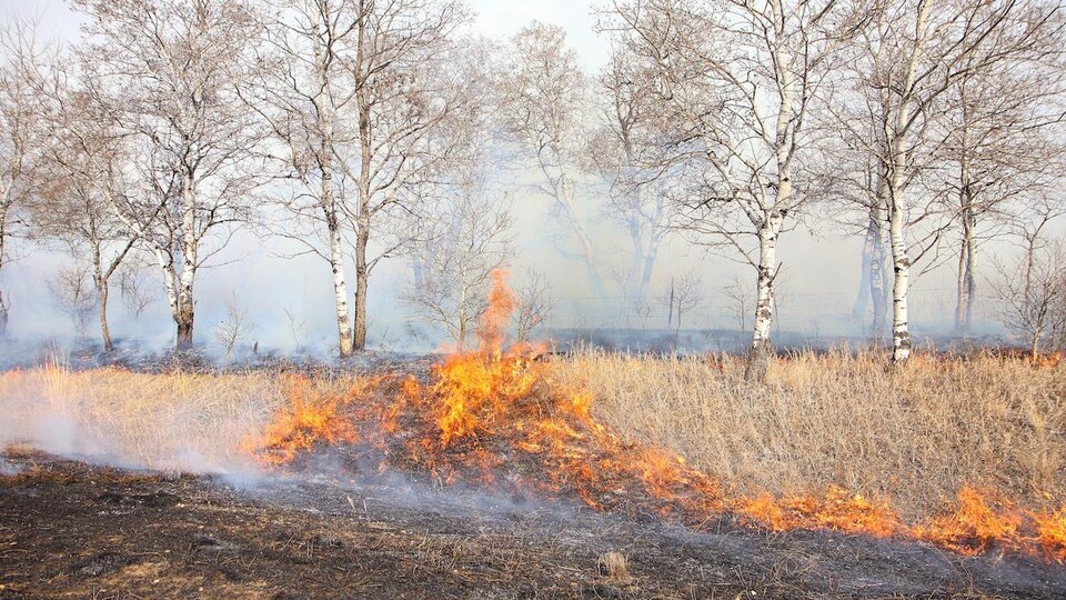Un feu de broussailles près d'un boisé.