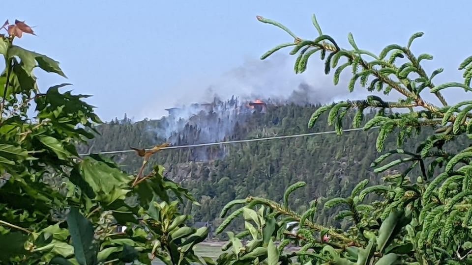 De la fumée entre des arbres.