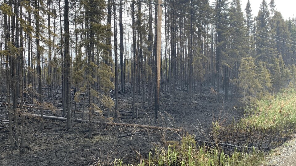 Le feu de foret de Landrienne.