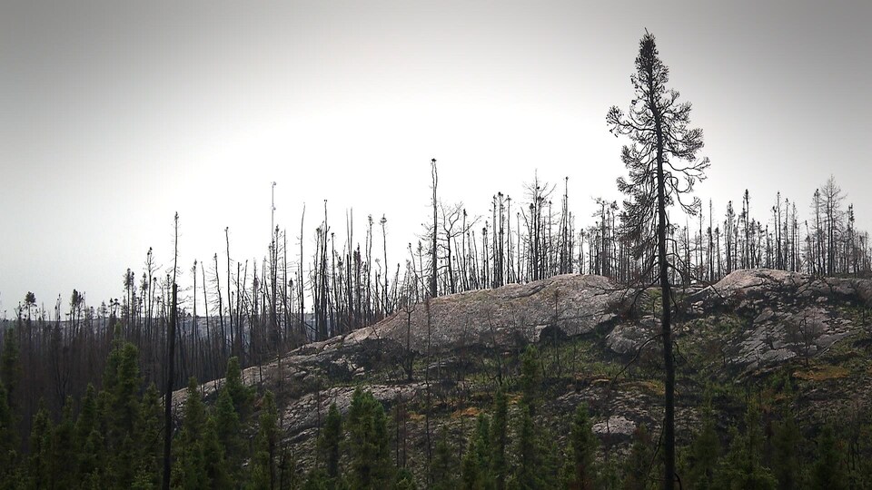 Des arbres brûlés à Baie-Johan-Beetz