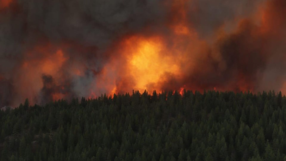 Une forêt en feu.