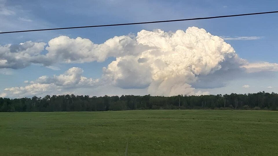 Un épais panache de fumée au-dessus de la forêt.