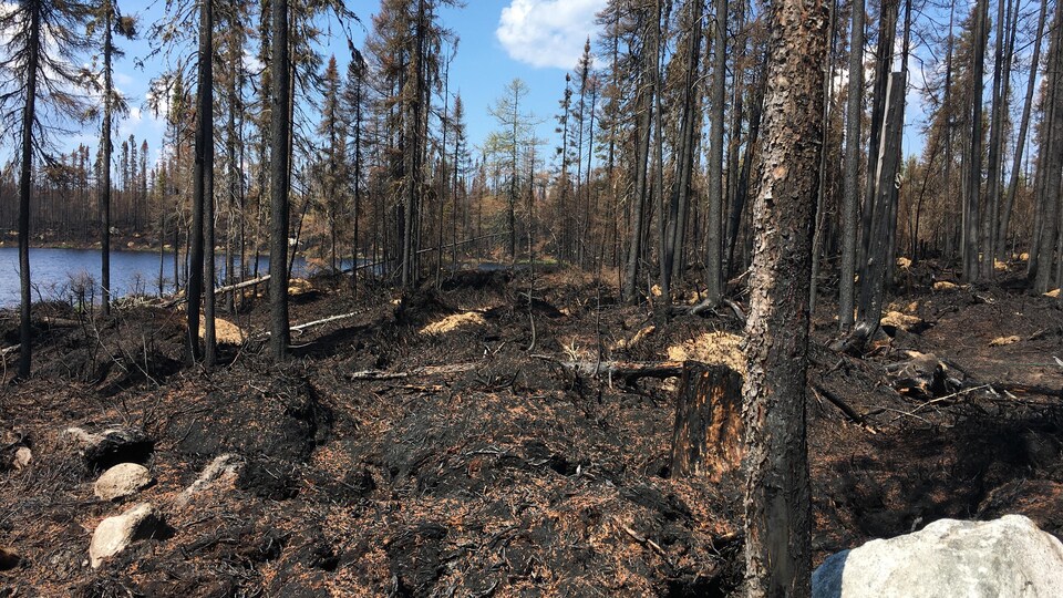 Du bois brûlé dans la forêt.
