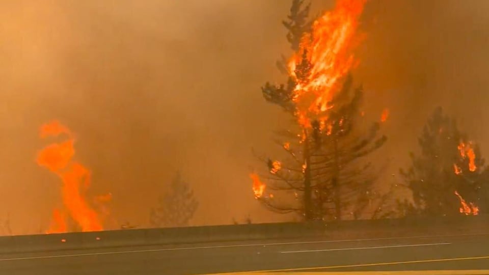 A tree engulfed in fire.