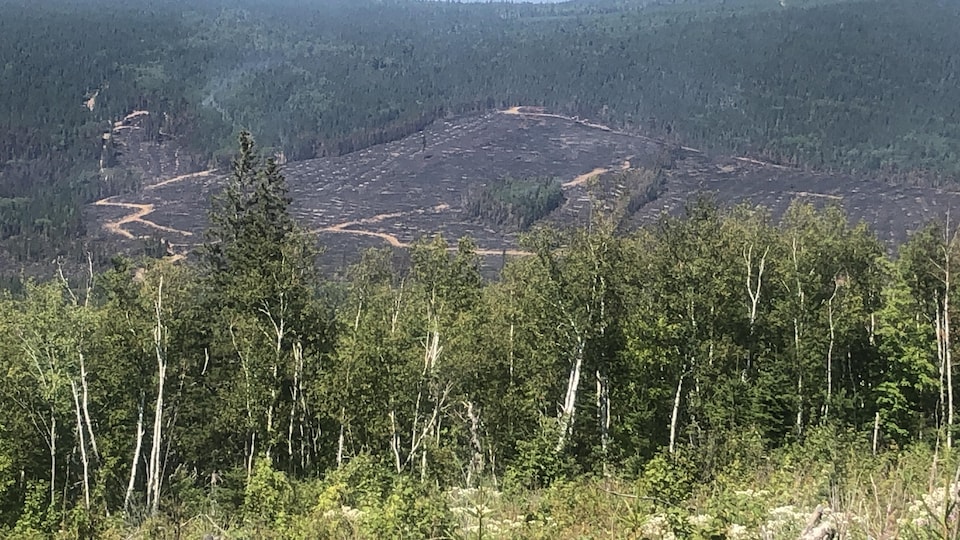 L'incendie a détruit une partie de ce secteur boisé.