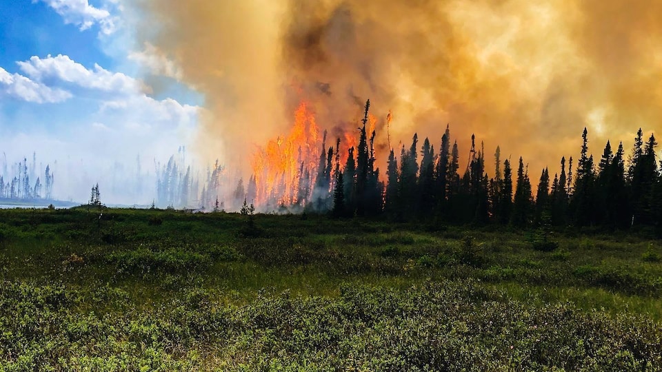 Un feu de forêt.