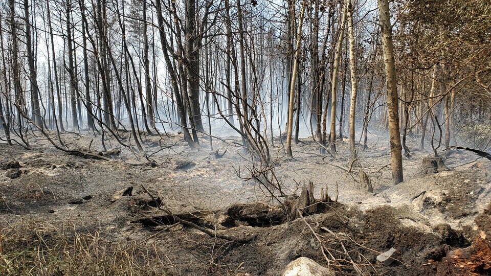 Des arbres et de la terre brûlés par un feu de forêt à Rivière-Ouelle.