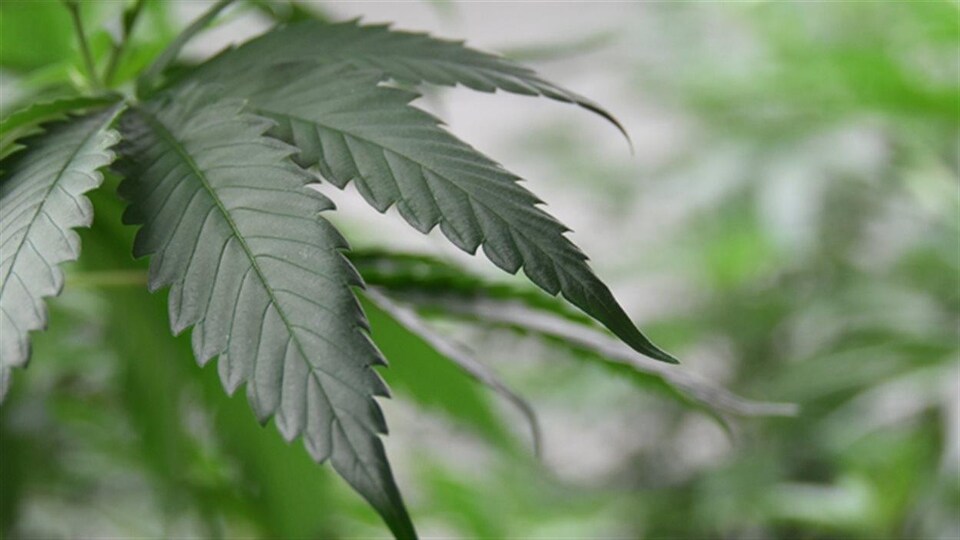 Des feuilles de cannabis en gros plan