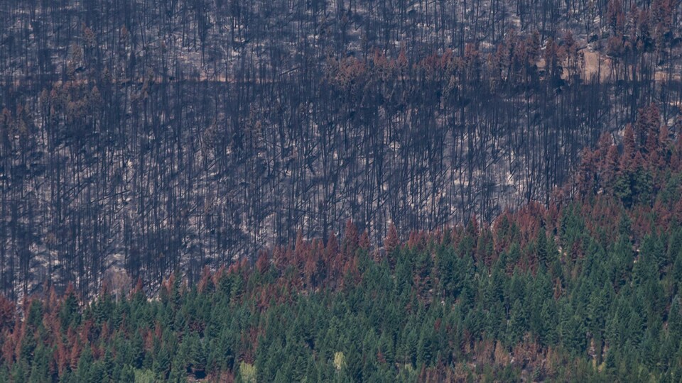 La Saison Des Feux De Forêts Débute Tôt En C.-B.