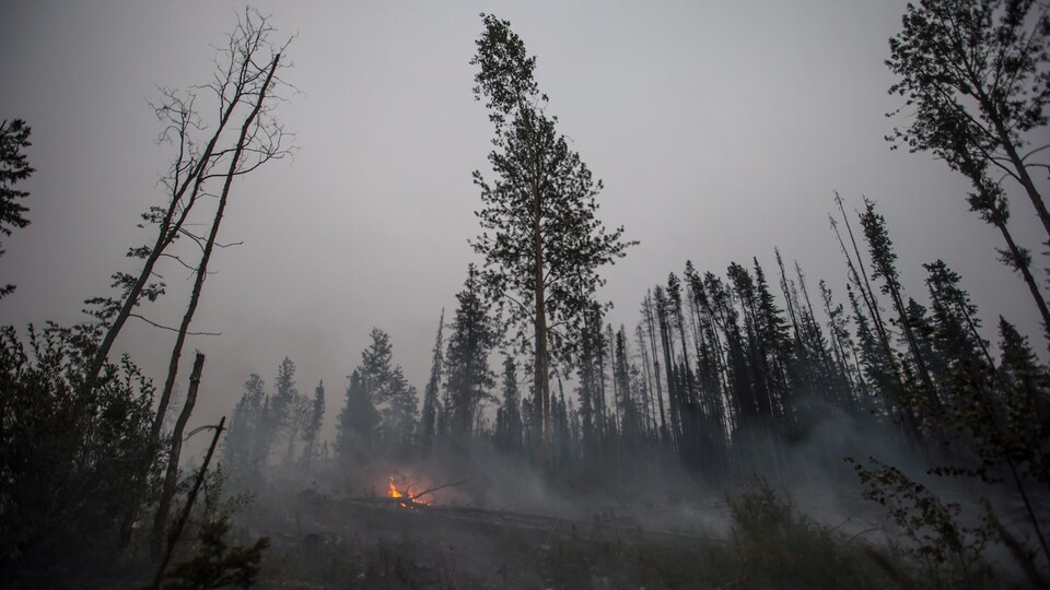 Une forêt noircie par le feu, avec quelques flammes brûlant encore.
