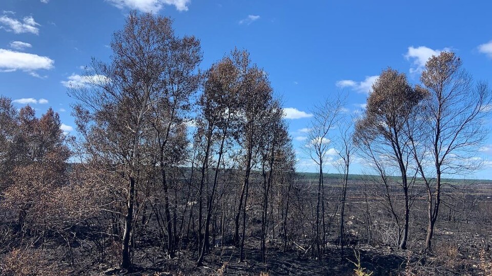 Des arbres qui ont été brûlés par les feux de forêt. 