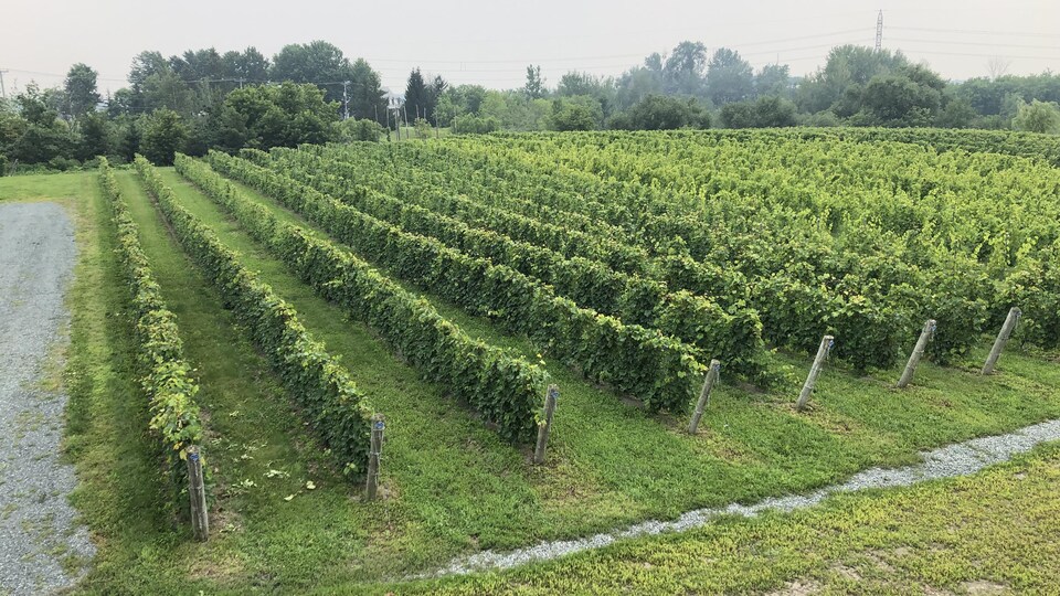 Un champ de vignes à Bécancour.
