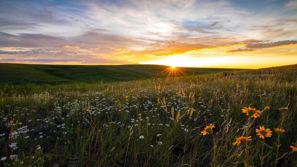Un champ des prairies avec un coucher du soleil à l'horizon.