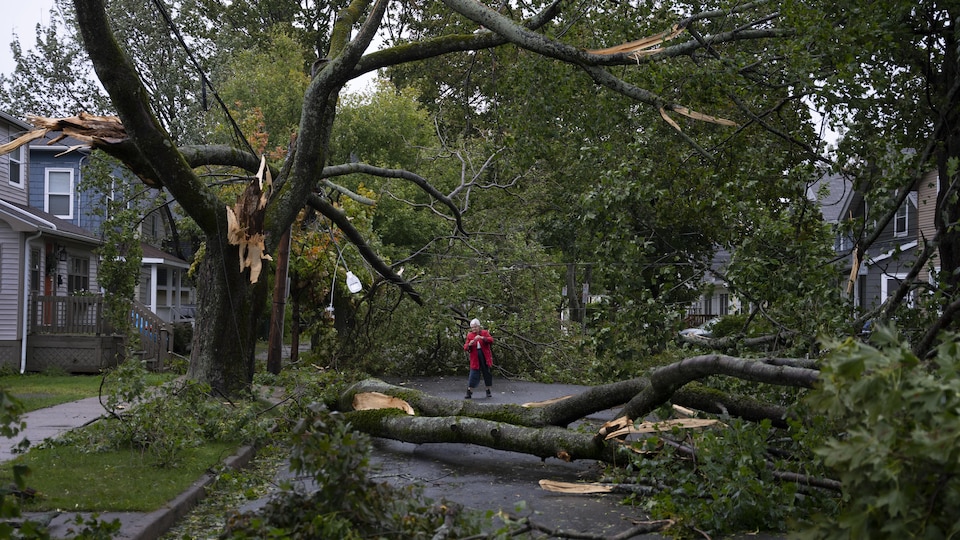 Femme au milieu d'arbres cassés.