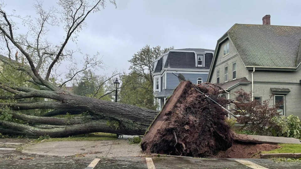 Un gros arbre tombé au milieu d'une rue.