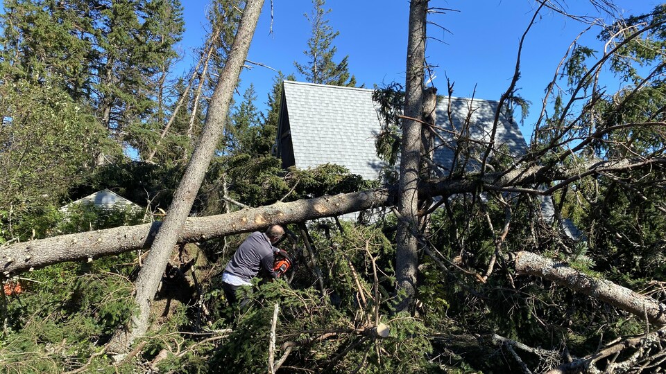 Un homme coupe des arbres sur une propriété de Beaubassin-Est, dans le sud-est du Nouveau-Brunswick.