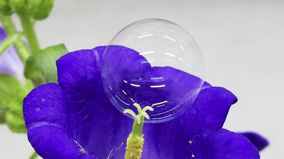 Une bulle de savon sur le pistil d'une fleur. 