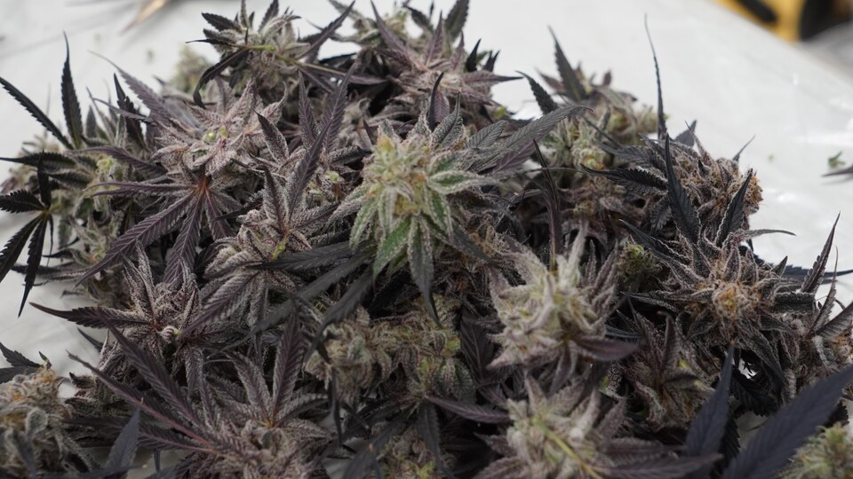 Des fleurs de cannabis.