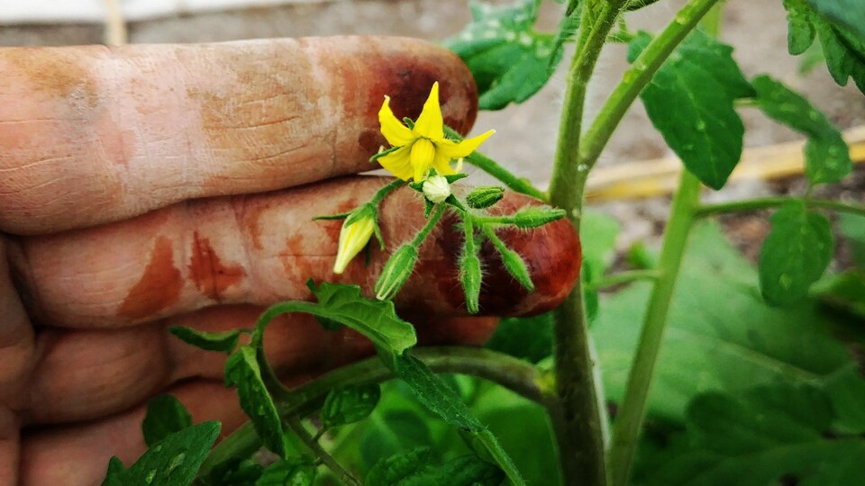 Une fleur de tomate dans la main d'un agriculteur