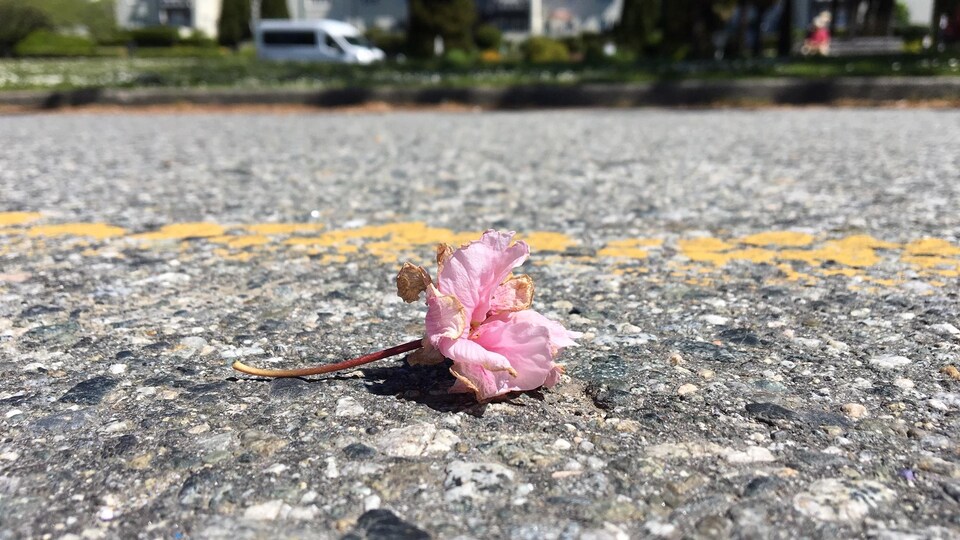 Une fleur rose en train de sécher sur une route.