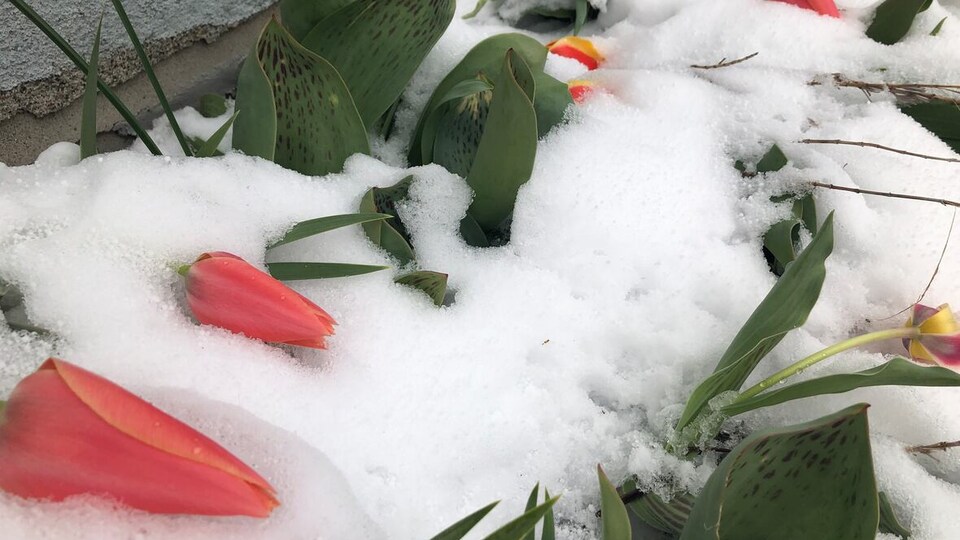 Des fleurs ensevelies par la neige.