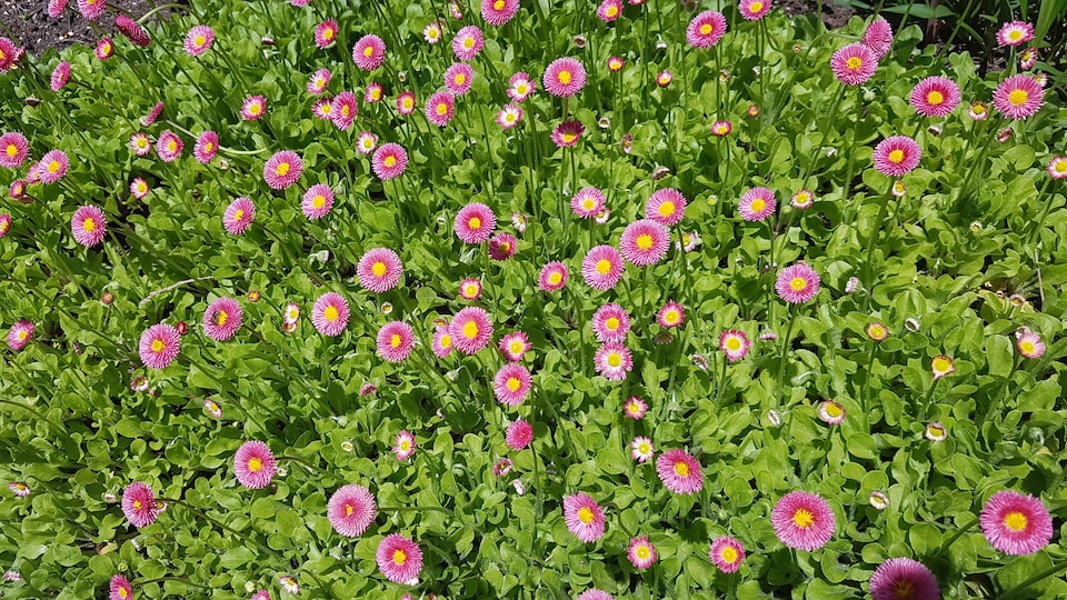 De petites fleurs dont les pétales sont organisées en rond.