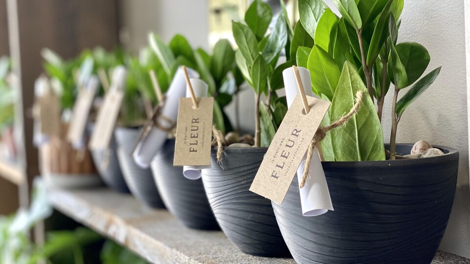 Des pots de plantes sur une étagère.