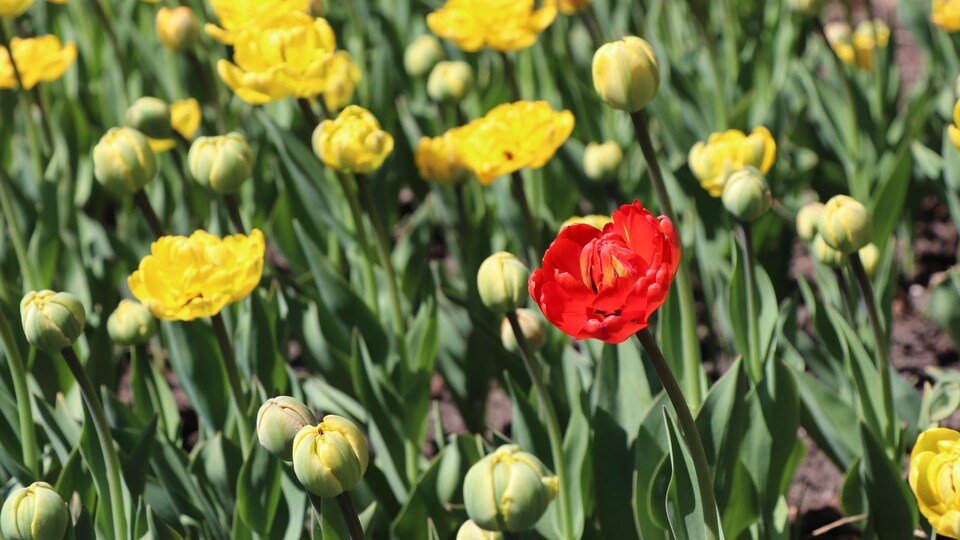 Des fleurs.