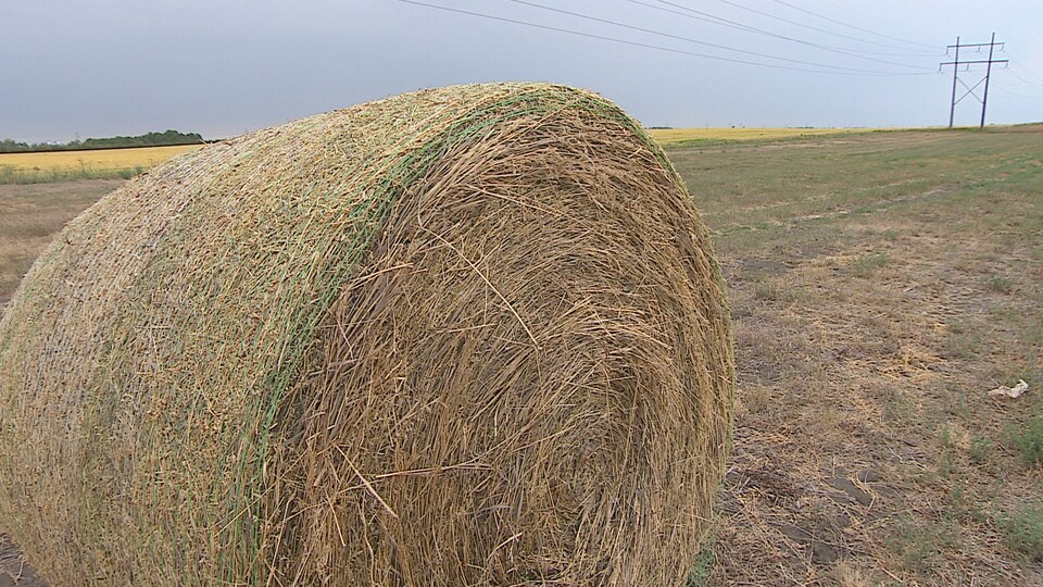 Une balle de foin dans un champ de la Saskatchewan.