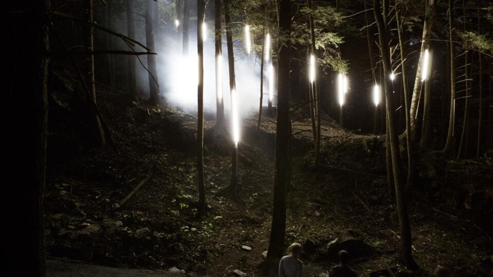 Foresta Lumina : des arbres lumineux et de la brume, dans la forêt.