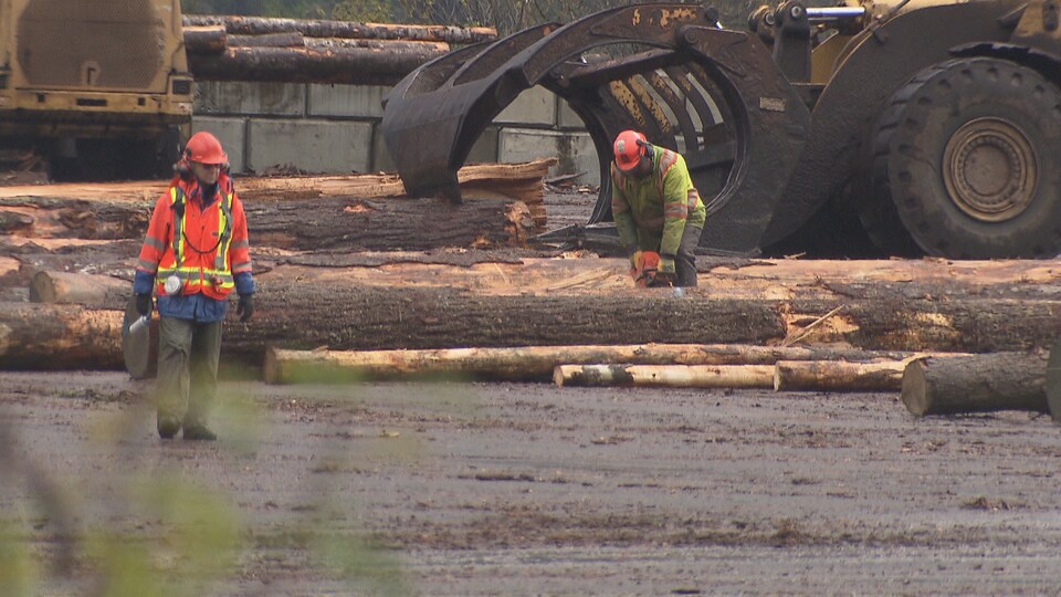 Un bûcheron tranche un tronc d'arbre au sol tandis qu'un tracteur en déplace un autre.