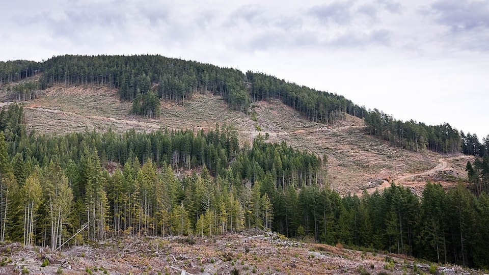 Une forêt le long d'une montagne est entrecoupée d'espaces vides en raison de l'abattage de ses nombreux arbres.