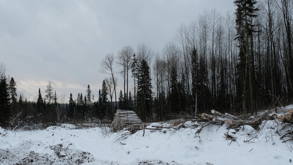 15 000 mètres cubes de bois seront extraits de 1.49 kilomètre carré de forêts coupées à l'ouest et au nord du lac Opasatica en Abitibi-Témiscamingue.