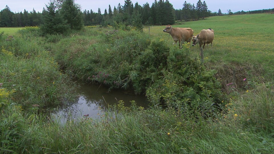 Des vaches broutent à proximité d'un cours d'eau bordé de buissons.