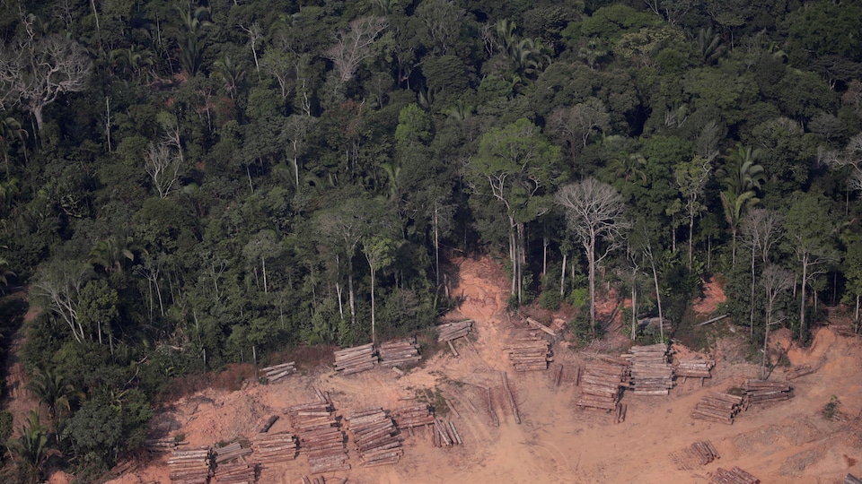 Troncs d’arbres coupés illégalement dans la forêt amazonienne près de Humaita dans l’État d'Amazonas, au Brésil, le 22 août 2019.