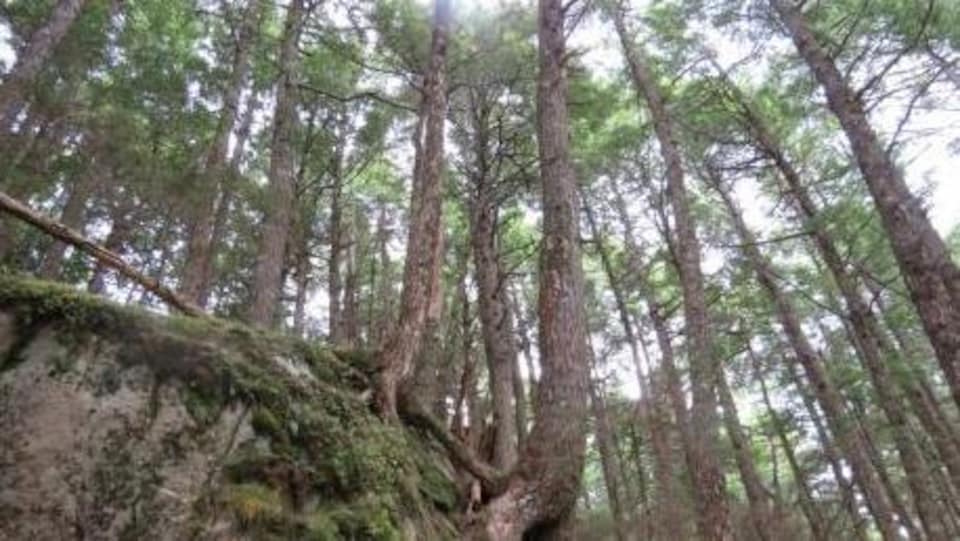 Des arbres d'une forêt ancienne près d'Halifax.